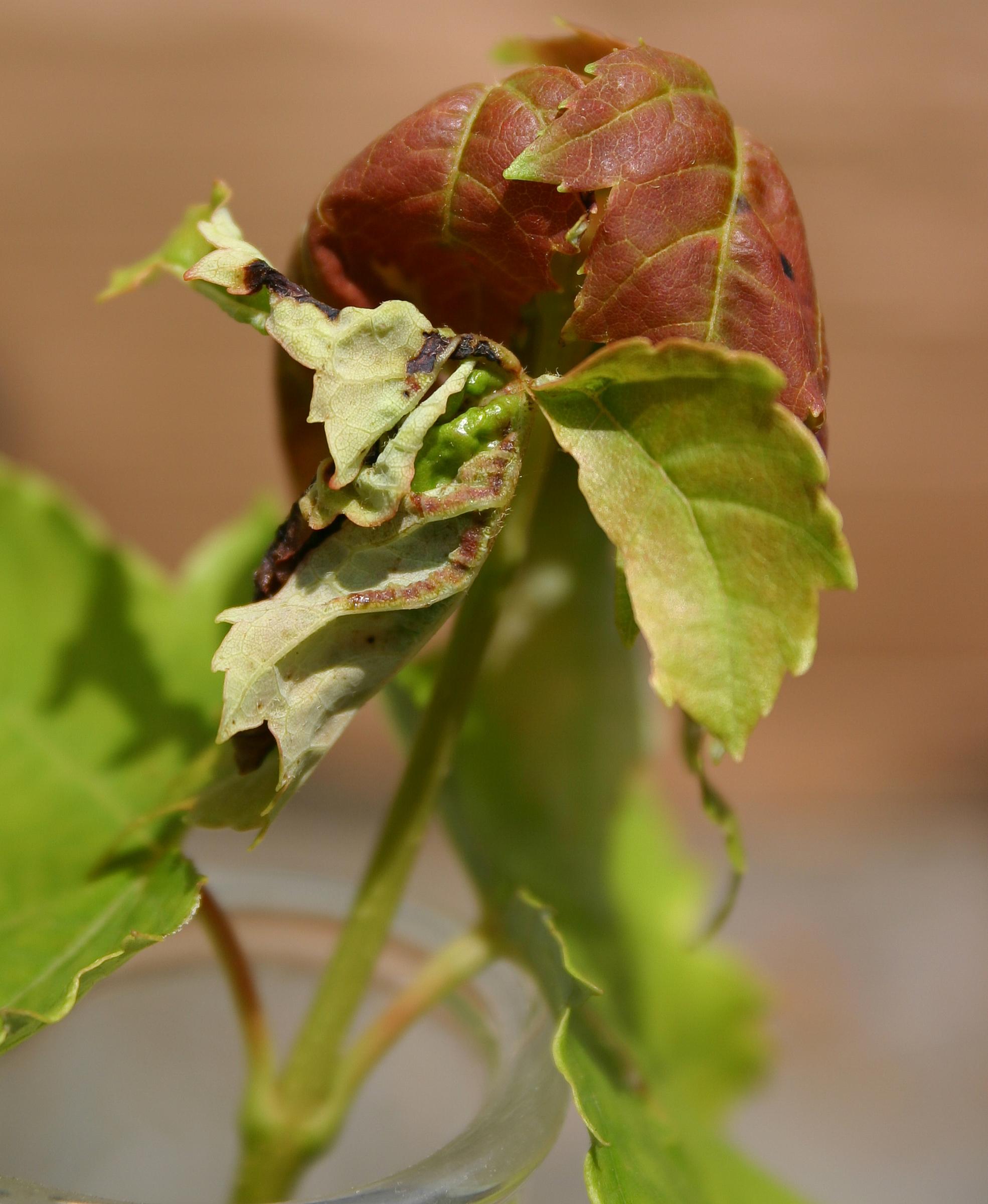 Potato Leafhoppers on Nursery Trees University of Maryland Extension